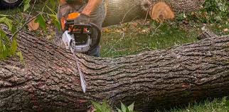 Best Weed Control  in New Eagle, PA