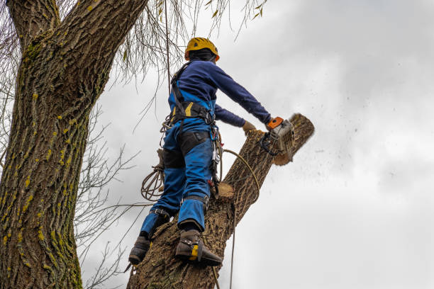 Leaf Removal in New Eagle, PA